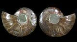 Sliced Fossil Ammonite Pair - Agatized #37171-1